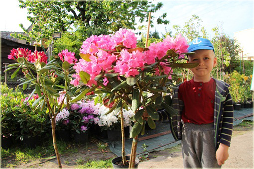 Rododendron na paliku 80-100 cm