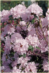 Rododendron miniaturowy Pink Pompon - Rhododendron Pink Pompon