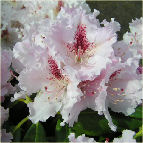 Rododendron wielkokwiatowy Progres - Rhododendron Le Progres