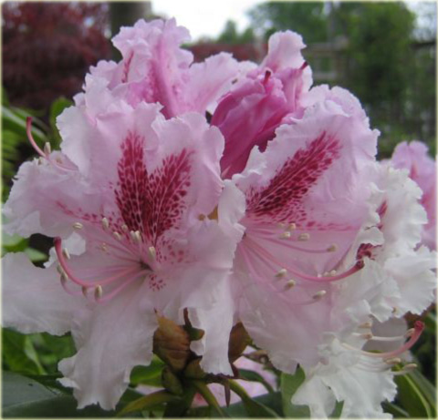 Rododendron wielkokwiatowy Progres - Rhododendron Le Progres