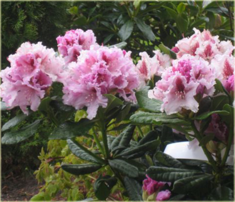 Rododendron wielkokwiatowy Progres - Rhododendron Le Progres