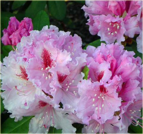 Rododendron wielkokwiatowy Progres - Rhododendron Le Progres