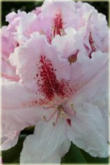 Rododendron wielkokwiatowy Progres - Rhododendron Le Progres