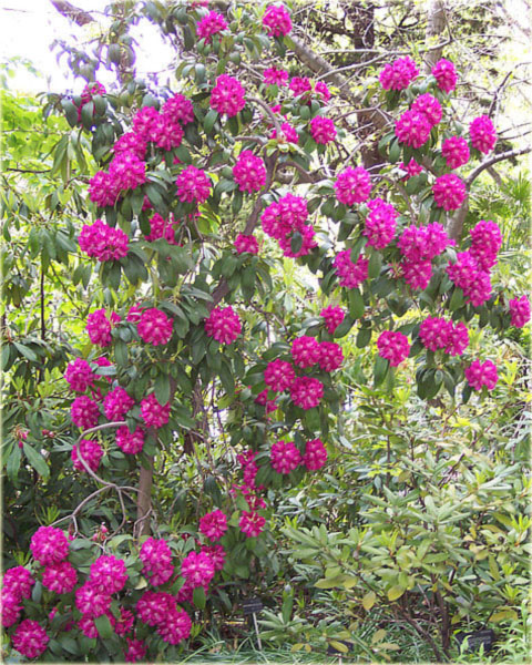 Rododendron wielkokwiatowy Purple Splendour - Rhododendron Purple Splendour