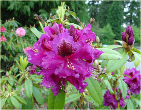 Rododendron wielkokwiatowy Purple Splendour - Rhododendron Purple Splendour
