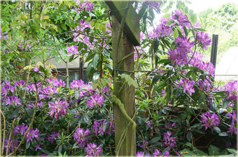 Rododendron wielkokwiatowy Purple Splendour - Rhododendron Purple Splendour
