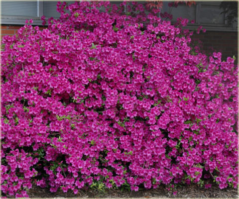 Rododendron wielkokwiatowy Purple Splendour - Rhododendron Purple Splendour