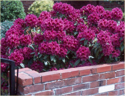 Rododendron wielkokwiatowy Purple Splendour - Rhododendron Purple Splendour