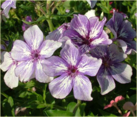 Rododendron wielkokwiatowy Purpureum Grandiflorum - Rhododendron Purpureum Grandiflorum