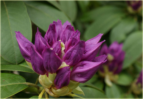 Rododendron wielkokwiatowy Purpureum Grandiflorum - Rhododendron Purpureum Grandiflorum