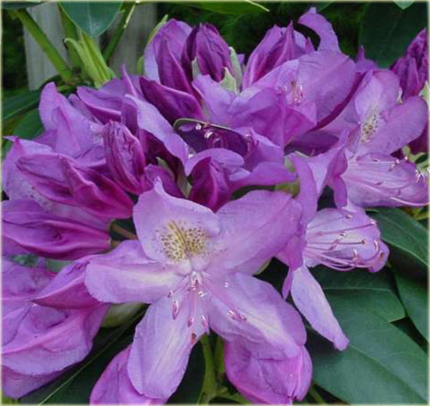 Rododendron wielkokwiatowy Purpureum Grandiflorum - Rhododendron Purpureum Grandiflorum