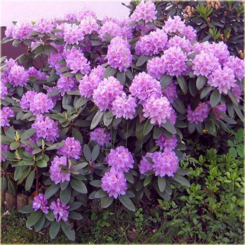 Rododendron wielkokwiatowy Purpureum Grandiflorum - Rhododendron Purpureum Grandiflorum