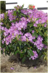 Rododendron wielkokwiatowy Purpureum Grandiflorum - Rhododendron Purpureum Grandiflorum