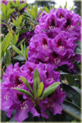 Rododendron wielkokwiatowy Rasputin - Rhododendron Rasputin