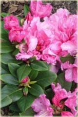 Rododendron williamsianum Rodrigo - Rhododendron williamsianum Rodrigo