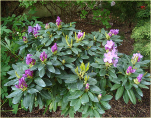 Rododendron wielkokwiatowy Roseum Elegans - Rhododendron Roseum Elegans
