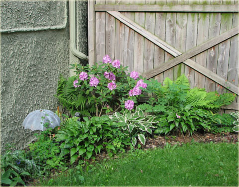 Rododendron wielkokwiatowy Roseum Elegans - Rhododendron Roseum Elegans