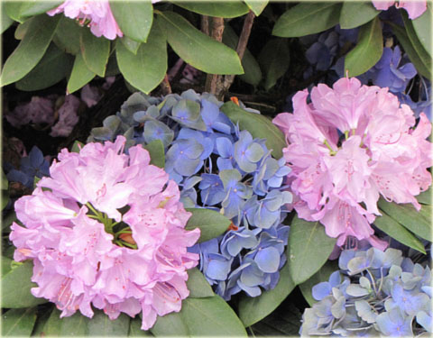 Rododendron wielkokwiatowy Roseum Elegans - Rhododendron Roseum Elegans