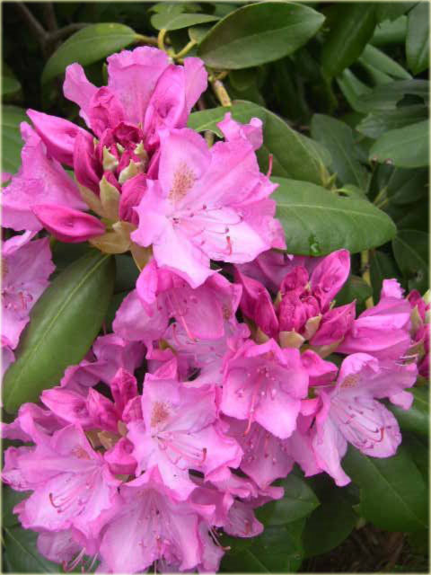 Rododendron wielkokwiatowy Roseum Elegans - Rhododendron Roseum Elegans