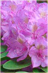 Rododendron wielkokwiatowy Roseum Elegans - Rhododendron Roseum Elegans