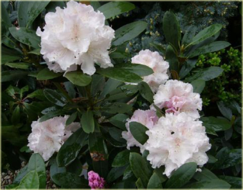 Rododendron jakuszimański Schneekrone - Rhododendron yakushimanum Schneekrone