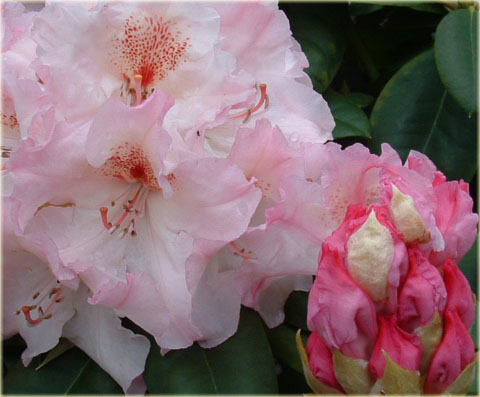 Rododendron wielkokwiatowy Simona - Rhododendron Simona