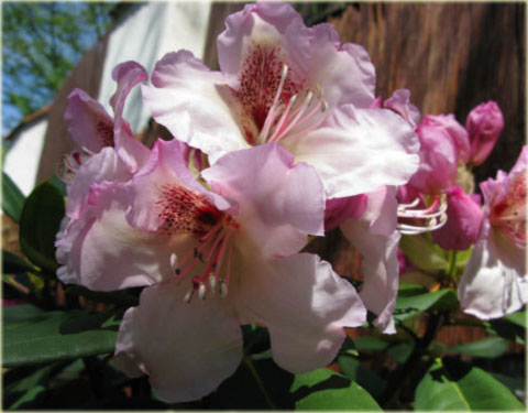 Rododendron wielkokwiatowy Simona - Rhododendron Simona