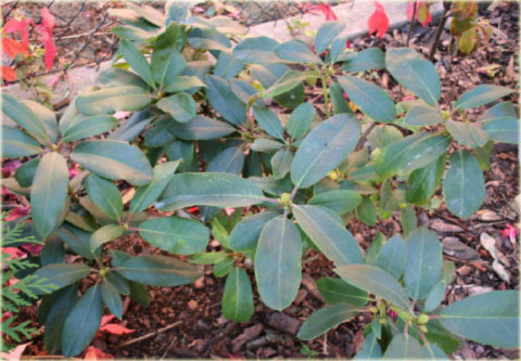 Rododendron wielkokwiatowy Simona - Rhododendron Simona