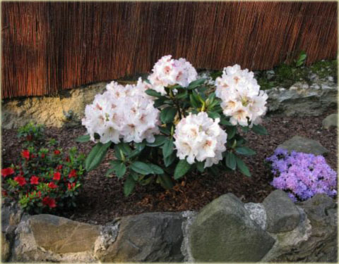 Rododendron wielkokwiatowy Simona - Rhododendron Simona