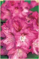Rododendron jakuszimański Sneezy - Rhododendron yakushimanum Sneezy