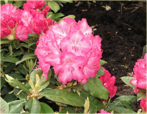 Rododendron wielkokwiatowy Sternzauber - Rhododendron Sternzauber