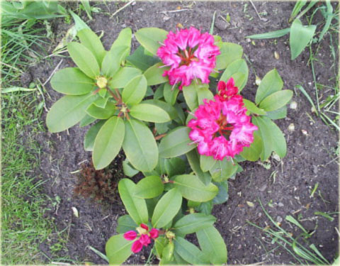 Rododendron wielkokwiatowy Sternzauber - Rhododendron Sternzauber