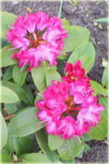 Rododendron wielkokwiatowy Sternzauber - Rhododendron Sternzauber