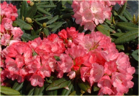 Rododendron jakuszimański Sweet Sue - Rhododendron yakushimanum Sweet Sue