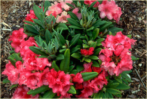 Rododendron jakuszimański Sweet Sue - Rhododendron yakushimanum Sweet Sue