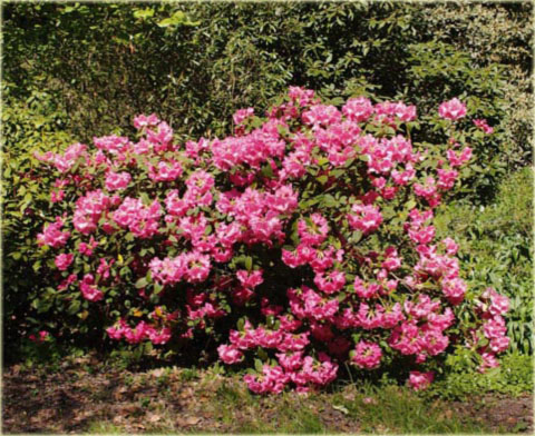 Rododendron jakuszimański Sweet Sue - Rhododendron yakushimanum Sweet Sue