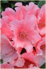 Rododendron jakuszimański Sweet Sue - Rhododendron yakushimanum Sweet Sue