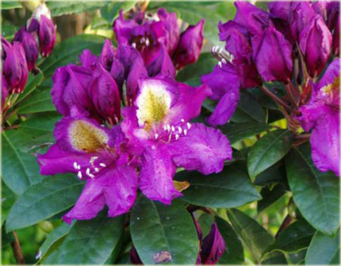 Rododendron wielkokwiatowy Tamarindos - Rhododendron Tamarindos