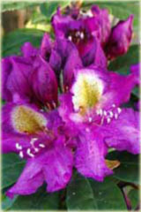 Rododendron wielkokwiatowy Tamarindos - Rhododendron Tamarindos