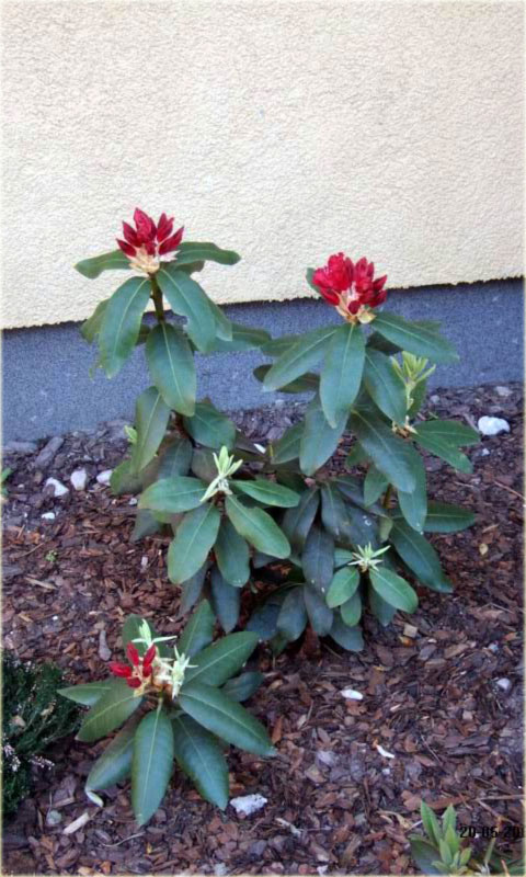 Rododendron wielkokwiatowy Torero - Rhododendron Torero
