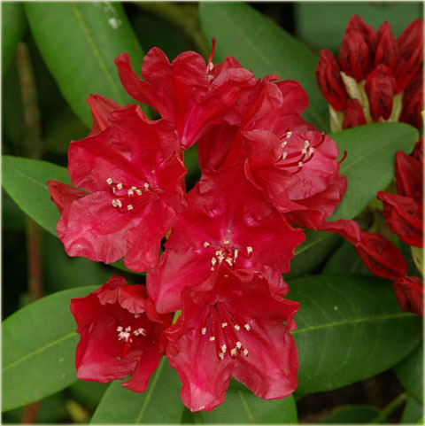 Rododendron wielkokwiatowy Torero - Rhododendron Torero