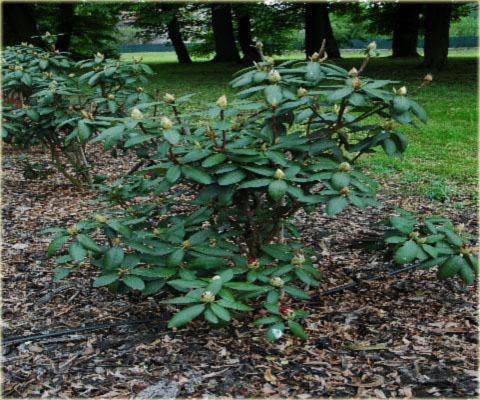 Rododendron wielkokwiatowy Torero - Rhododendron Torero