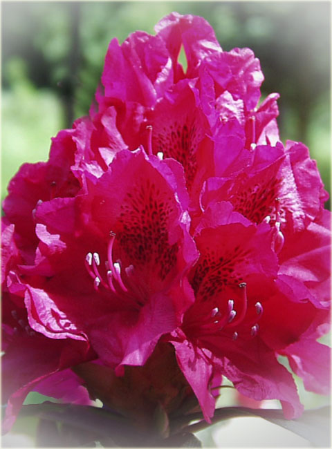 Rododendron wielkokwiatowy Van Weerden Poelman - Rhododendron Van Weerden Poelman