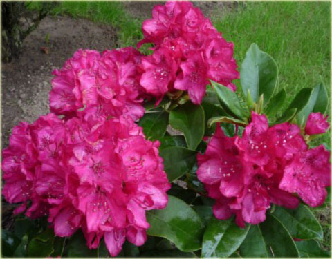 Rododendron wielkokwiatowy Van Weerden Poelman - Rhododendron Van Weerden Poelman