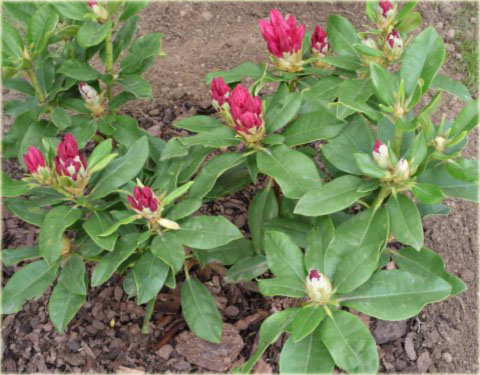 Rododendron wielkokwiatowy Van Weerden Poelman - Rhododendron Van Weerden Poelman