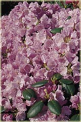 Rododendron williamsianum Vater Böhlje - Rhododendron williamsianum Vater Böhlje