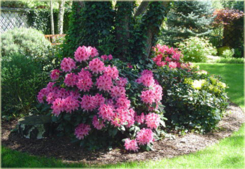 Rododendron wielkokwiatowy Von Oheimb Woislowitz - Rhododendron Von Oheimb Woislowitz
