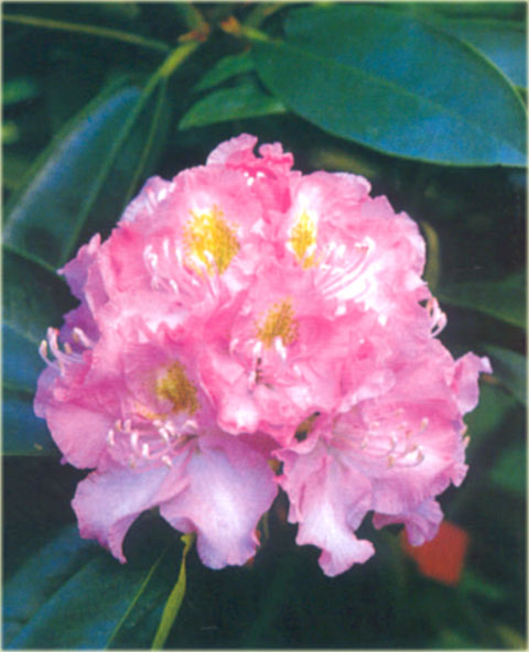 Rododendron wielkokwiatowy Von Oheimb Woislowitz - Rhododendron Von Oheimb Woislowitz