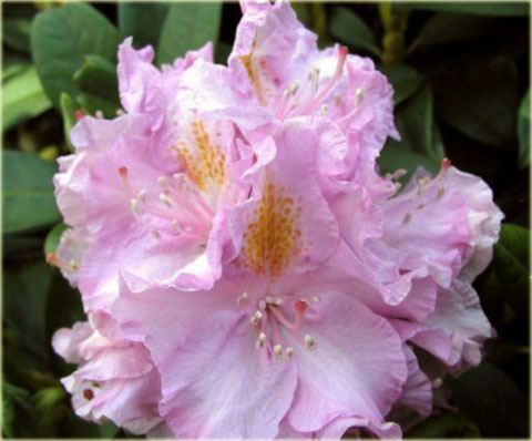 Rododendron wielkokwiatowy Von Oheimb Woislowitz - Rhododendron Von Oheimb Woislowitz