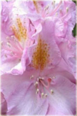 Rododendron wielkokwiatowy Von Oheimb Woislowitz - Rhododendron Von Oheimb Woislowitz